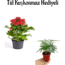 Serada Decor Plant Sevgililer Gününe Özel Hediyelik Kırmızı Renk Kalanşo Çiçeği Tül Kuşkonmaz Hediyeli