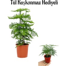 Serada Decor Plant Ince Yapraklı Salon Çamı Sevgililer Gününe Özel Tül Kuşkonmza Hediyeli