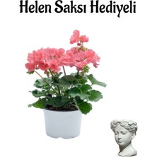 Serada Decor Plant Hediyelik Açık Pembe Saradunya Çiçeği Sevgililer Gününe Özel Helen Saksı Hediyeli