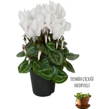 Serada Decor Plant Videolu Tesbih Çiçeği Hediyeli Sıklamen (30 40 Cm)1 Adet Saksılı Iç Mekan Bitkisi Cyclamen