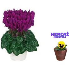 Serada Decor Plant Videolu 1 Adet Sevgililer Gününe Özel Mor Sıklamen Çiçeği 30-40 cm Saksılı Çiçekli Bodur Cyclamen