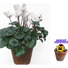 Serada Decor Plant Videolu 1 Adet Sevgililer Gününe Özel Beyaz Sıklamen Çiçeği 30-40 cm Saksılı Çiçekli Bodur Cyclamen