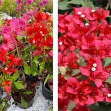 Serada Decor Plant Videolu 1 Adet Kırmızı Renk Begonvil Çiçeği Fidesi 30-45 cm Tüplü Çiçekli Bodur Bitkiler Begonia