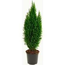 Serada Decor Plant Videolu Elwoodi Çamı 30 40 cm Ev Bitkisi Ofis Bitkisi Salon Bitkisi Iç ve Dış Mekan Bitkisi
