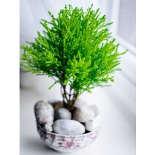 Serada Decor Plant Videolu Limon Kokulu Limon Servi Mini (20 30CM) 1 Adet Saksılı Dış Mekan Bitkisi Cupresus