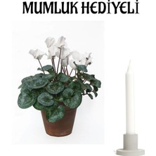Serada Decor Plant Hediyelik Beyaz Sıklamen Çiçeği Sevgililer Gününe Özel Mumluk Hediyeli