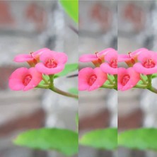 Serada Decor Plant Videolu 3'lü Pembe Renk Dikenler Tacı Çiçeği 10-20 cm Tüplü Çiçekli Bodur Bitkler Euphorbia Milii