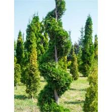 Serada Decor Plant Videolu Favori Leylandi Çam Fidanı (70-100 Cm)1 Adet Saksılı Dış Mekan Cupressocyparis Leylandii