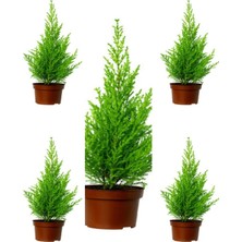 Serada Decor Plant Videolu Kokulu Limoni Servi Fidanı (10 25 Cm)5 Adet Tüplü Dış Mekan Bitkisi Cupressus Macrocarpa