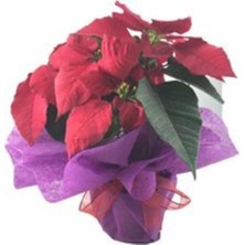 Serada Decor Plant Atatürk Çiçeği Ponsetya Poinsettia Hediyelik Canlı