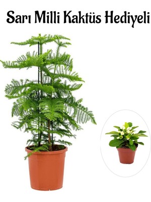 Serada Decor Plant Parlak Yapraklı Salon Çamı Sevgililer Gününe Özel Sarı Milli Kaktüs Hediyeli