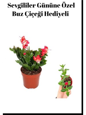 Serada Decor Plant Sevgililer Gününe Özel Kırmızı Renk Yılbaşı Çiçeği Buz Çiçeği Hediyeli