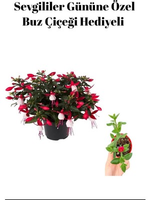 Serada Decor Plant Sevgililer Gününe Özel Hediyelik Küpeli Çiçeği Buz Çiçeği Hediyeli
