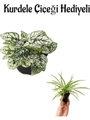 Serada Decor Plant Zarif Beyaz Yapraklı Hostes Çiçeği Sevgililer Gününe Özel Kurdele Çiçeği Hediyeli