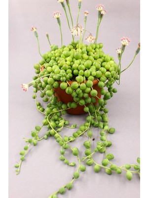 Serada Decor Plant Senecio Rowleyanus Tesbih Çiçeği