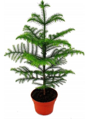 Serada Decor Plant Salon Çamı Arokarya Araucaria 60-80 cm (Ev Bitkisi Ofis Bitkisi Salon Bitkisi)