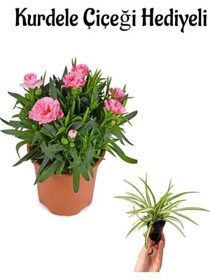 Serada Decor Plant Hediyelik Mis Kokulu Pembe Karanfil Çiçeği Sevgililer Gününe Özel Kurdele Çiçeği Hediyeli