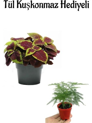 Serada Decor Plant Harika Renkli Yaprak Güzeli Çiçeği Sevgililer Gününe Özel Tül Kuşkonmaz Hediyeli