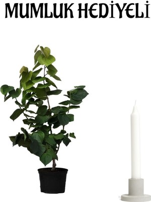 Serada Decor Plant Harika Kokusuyla Mor Leylak Fidanı Sevgililer Gününe Özel Mumluk Hediyeli