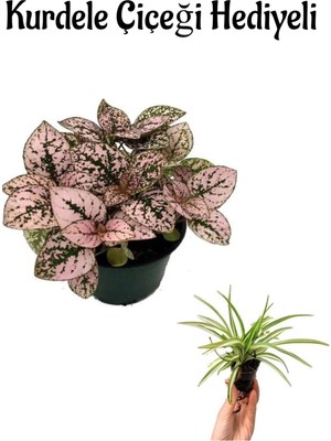 Serada Decor Plant Zarif Pembe Yapraklı Hostes Çiçeği Sevgililer Gününe Özel Kurdele Çiçeği Hediyeli