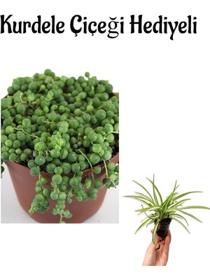 Serada Decor Plant Sevgililer Gününe Özel Tespih-Boncuk Çiçeği Bitkisi Kurdele Çiçeği Hediyeli