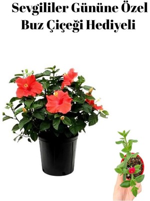 Serada Decor Plant Sevgililer Gününe Özel Hediyelik Kırmızı Japon Gülü Çiçeği Buz Çiçeği Hediyeli
