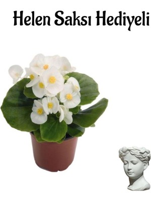 Serada Decor Plant Beyaz Renk Şeker Begonya Çiçeği Sevgililer Gününe Özel Helen Saksı Hediyeli