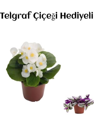 Serada Decor Plant Hediyelik Beyaz Şeker Begonya Çiçeği Sevgililer Gününe Özel Telgraf Hediyeli