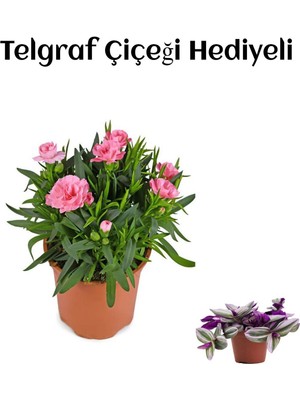 Serada Decor Plant Hediyelik Mis Kokulu Şeker Pembe Karanfil Çiçeği Telgraf Hediyeli
