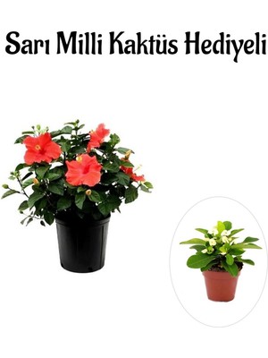 Serada Decor Plant Sevgililer Gününe Özel Çiçekli Kırmızı Japon Gülü Çiçeği Sarı Milli Kaktüs Hediyeli