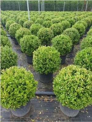 Serada Decor Plant Şimşir Tüplü