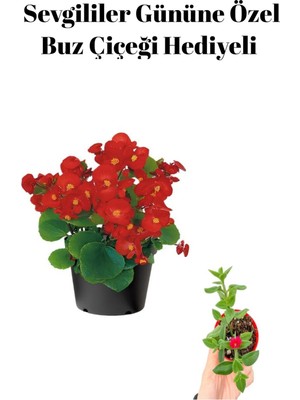 Serada Decor Plant Sevgililer Gününe Özel Kırmızı Renk Şeker Begonya Çiçeği Buz Çiçeği Hediyeli