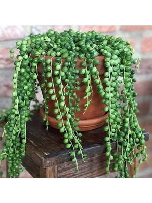 Serada Decor Plant Tesbih Çiçeği ( Askılı Saksıda )