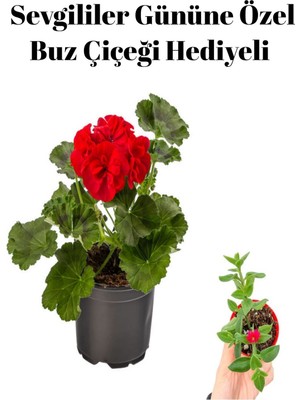 Serada Decor Plant Sevgililer Gününe Özel Kokulu Kırmızı Renk Sardunya Çiçeği Buz Çiçeği Hediyeli