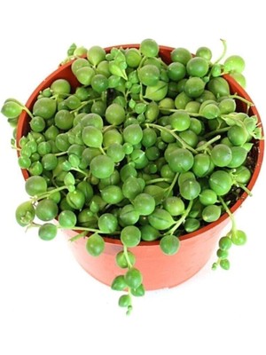 Serada Decor Plant Senecio Rowleyanus Tesbih Çiçeği