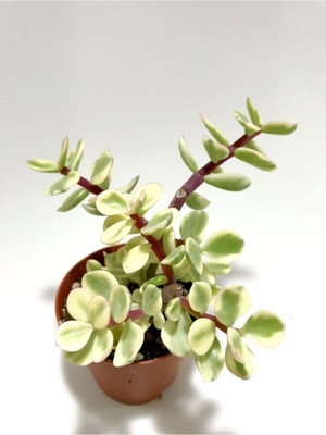 Serada Decor Plant Yeşil Portulaca Afra Variegata Sukulent Bitkisi