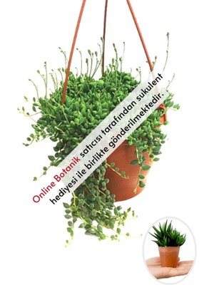 Serada Decor Plant Tesbih Çiçeği | Bezelye Kolyesi | Boncuk Çiçeği (20~40 Cm)