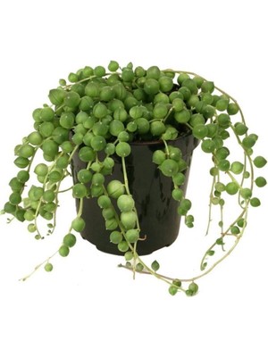 Serada Decor Plant Senecio Rowleyanus, Tesbih Çiçeği 11 cm Saksıda Jumbo Boy