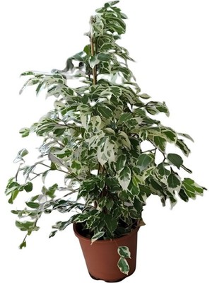 Serada Decor Plant Beyaz Alacalı Benjamin Bitkisi Sevgililer Güne Özel Mumluk Ofis Bitkisi