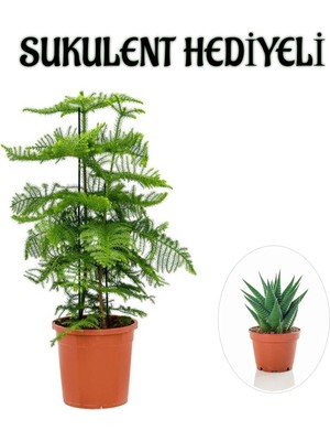 Serada Decor Plant Ince Yapraklı Salon Çamı Sevgililer Gününe Özel Sukulent Hediyeli