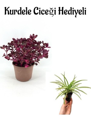 Serada Decor Plant Sevgililer Gününe Özel Çingene Şalvarı Çiçeği Bitkisi Kurdele Çiçeği Hediyeli