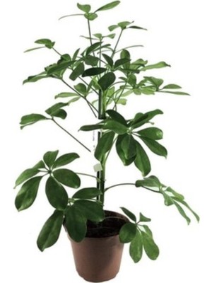 Serada Decor Plant Videolu 1 Adet Hediyelik Tek Dal Yeşil Şeflera Çiçeği 50-80 cm Saksılı Iç Mekan Bitkileri Schefflera