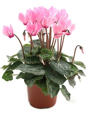 Serada Decor Plant Videolu Tavşan Kulağı Sıklamen Çiçeği (30 40 Cm)1 Adet Saksılı Çiçekli Bodur Bitki Cyclamen