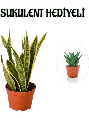 Serada Decor Plant Hediyelik Sarı Alacalı Paşa Kılıcı Bitkisi Sevgililer Gününe Özel Sukulent Hediyeli