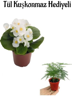 Serada Decor Plant Hediyelik Beyaz Şeker Begonya Çiçeği Sevgililer Gününe Özel Tül Kuşkonmaz Hediyeli