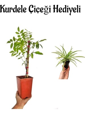 Serada Decor Plant Mor Salkım Çiçeği Fidanı Sevgililer Gününe Özel Kurdele Çiçeği Hediyeli