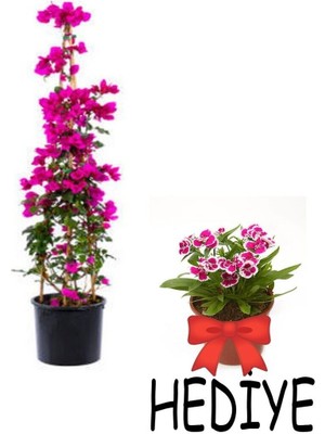 Serada Decor Plant Videolu Sevgililer Gününe Özel Hüsnüyusuf Hediyeli Begonvil 30 40CM 1ADET Saksılı Bougainvillea