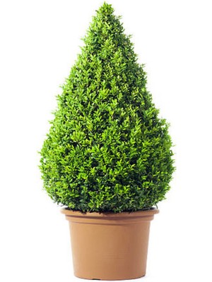 Serada Decor Plant Videolu Bahçe Dekorasyonun Vazgeçilmezi Şimşir Fidanı (30 45CM)1 Adet Saksılı Buxus