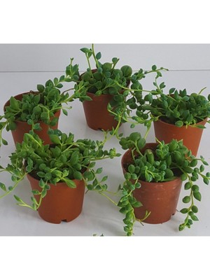 Serada Decor Plant Tesbih Çiçeği Sukulent Mini Sukulent Saksısında