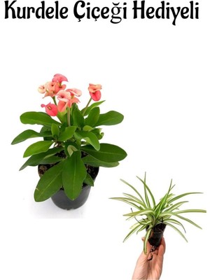 Serada Decor Plant Sevgililer Gününe Özel Pembe Milii Dikenler Tacı Çiçeği Kurdele Çiçeği Hediyeli